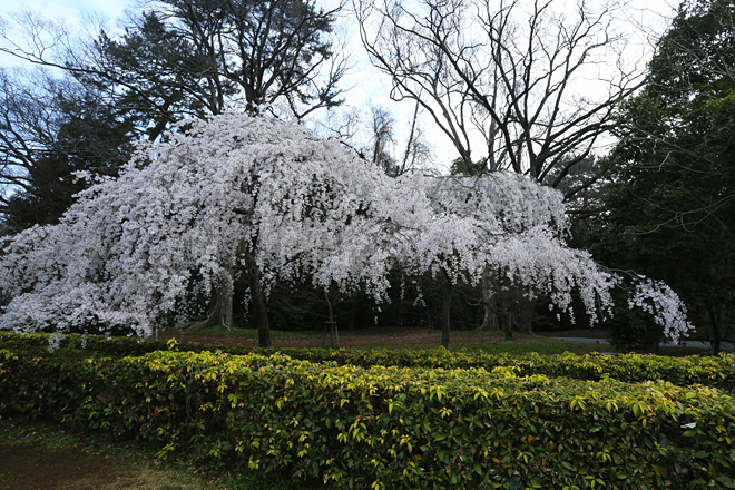 京都御苑 近衞邸跡の枝垂れ桜