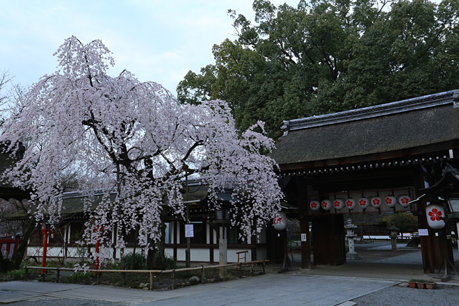 平野神社 枝垂れ桜