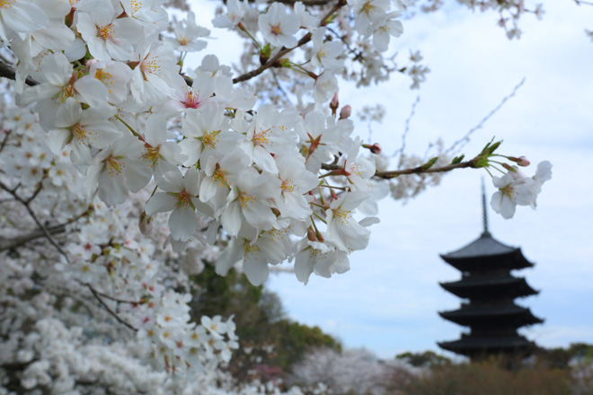 東寺 桜と五重の塔