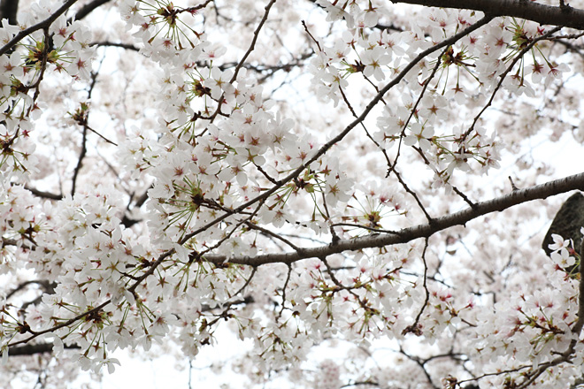 天神川（四条～五条）の桜