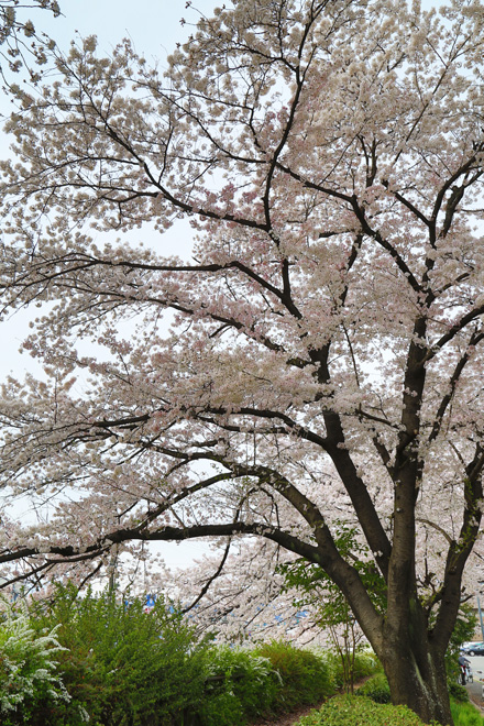 天神川（四条～五条）の桜