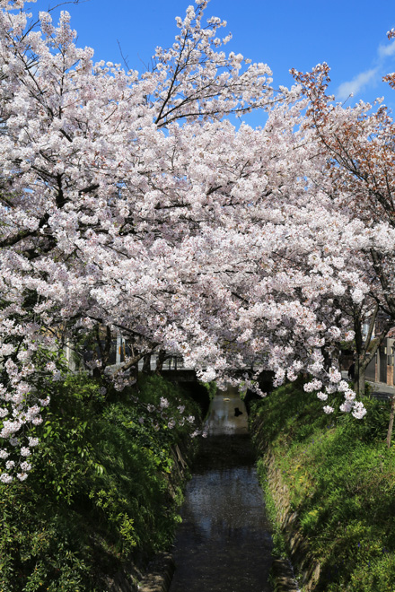 白川疎水の桜