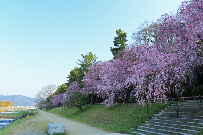 半木の道の桜