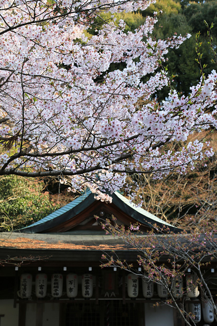 熊野若王子神社の桜