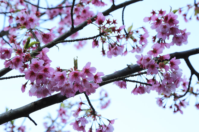 熊野若王子神社 桜花苑の桜