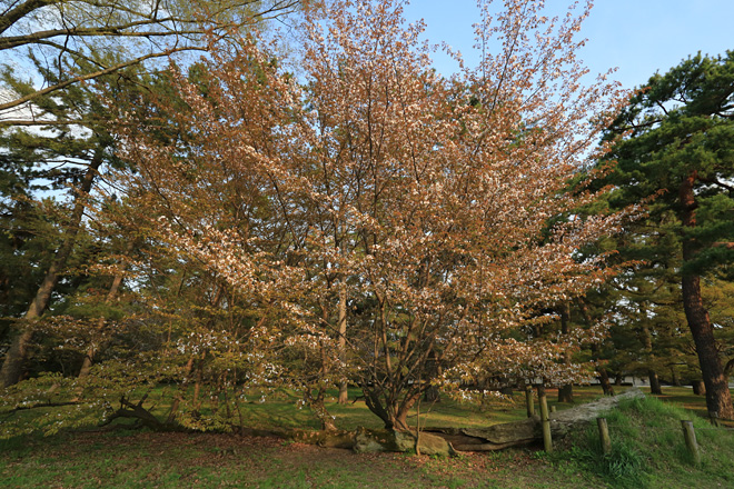 京都御苑の桜松