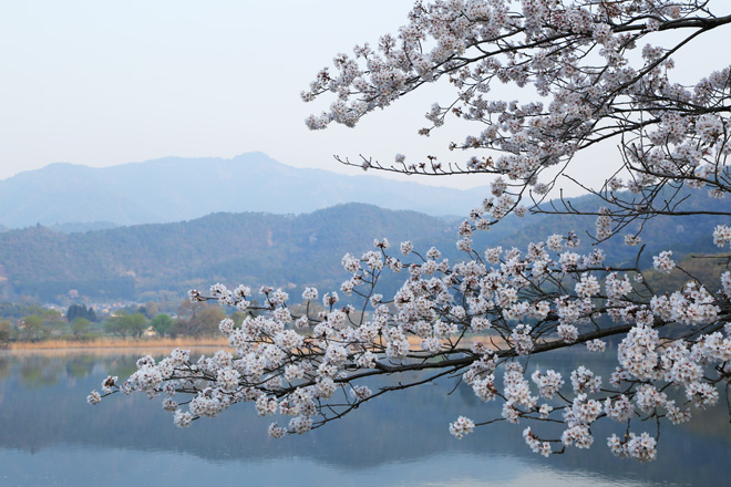 広沢池の桜