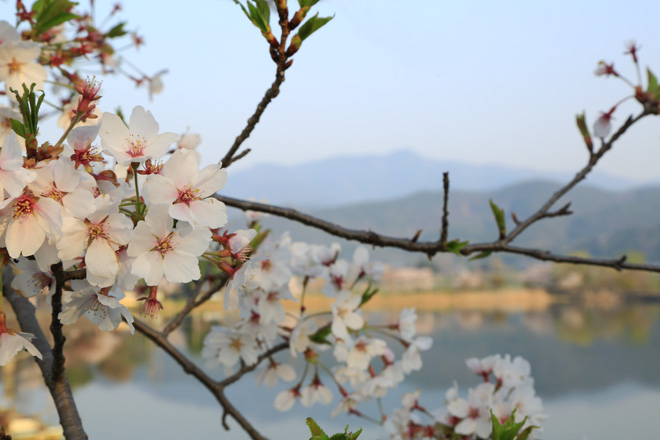広沢池の桜