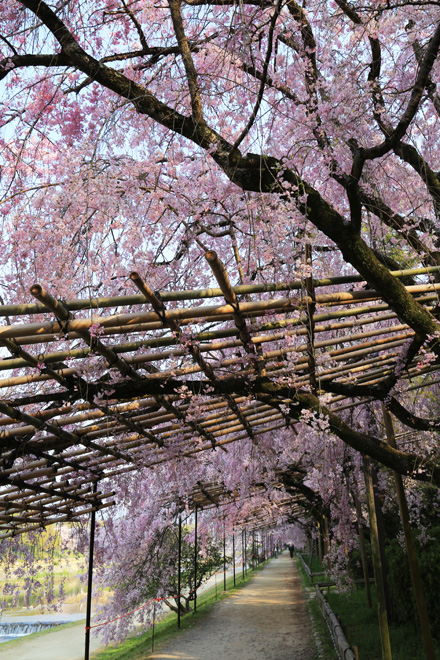 半木の道の桜