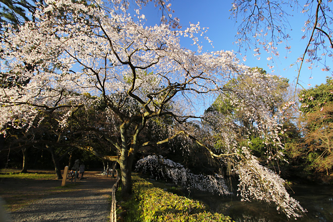 近衛邸跡の枝垂れ桜